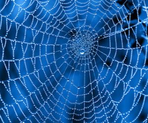 Cobweb with dew drops on a blue background